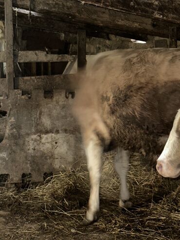 Inəklər, öküzlər: Erkək, il: 1, 100120 kq, Damazlıq, Ətlik, Ünvandan götürmə — 11