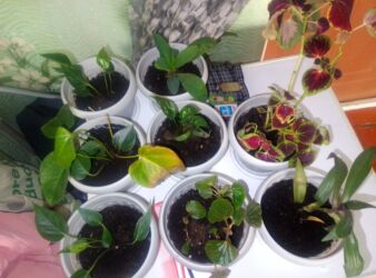 куплю аквариум с рыбками: Набор комнатных растений в горшках. Состав набора (по фото): - Колеус