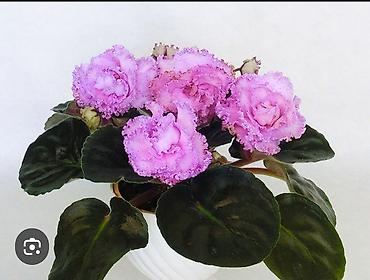 Фиалки и глоксинии: 🌱🌺🌱 Продаю сортовые ДЕТКИ стандартных, трейлерныхмини и полумини — 23