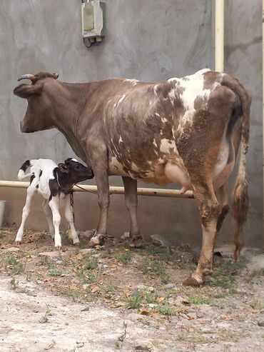 simmental cinsi: Dişi, il: 4, Damazlıq, Südlük