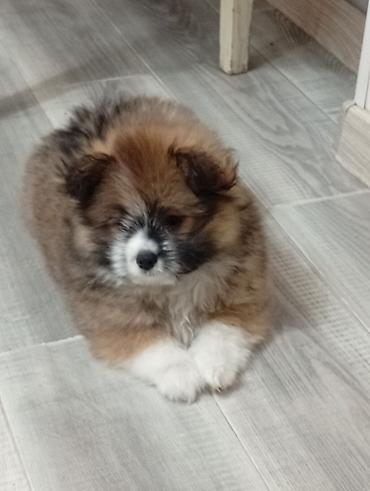 продажа домашних животных: 🐶❤️ Продаются очаровательные щенки! ❤️🐶 Два пушистых малыша ищут — 9