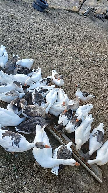 tovuz qusu satilir: 30 eded fere qazlar qubandan donme adi cir qaz deyil — 4