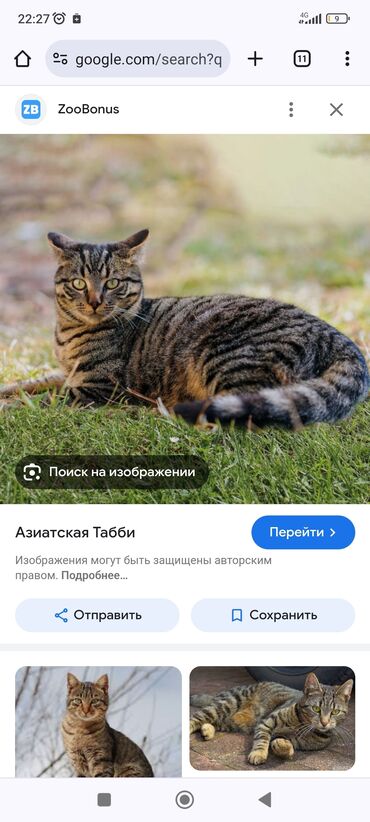 каракал кот: Кошечка, зовут Арья продаем из за того что у сына аллергия и никак не