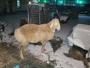 Баран, овца: Продаю | Баран (самец) | Арашан | Для разведения | Осеменитель — 5