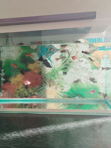 балык аквариум: Срочно срочно продаю аквариум с со всеми комплектациями и рыбками