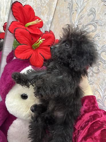 İtlər: Pudel, 3 ay, Erkek, Sənədli, Ünvandan götürmə, Ödənişli çatdırılma — 8