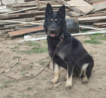 İtlər: Belçika çoban iti, 7 ay, Dişi, Peyvəndli, Ünvandan götürmə