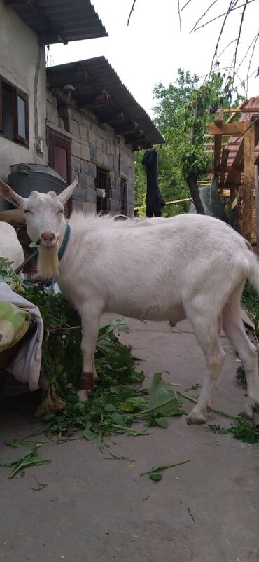 альпийская коза: Продаю | Коза (самка), Козёл (самец) | Зааненская | На забой, Для разведения, Для молока | Племенные, Осеменитель