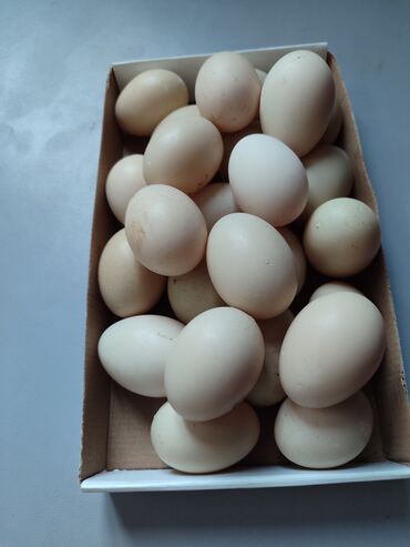 ördək yumurtasi: Erkək, | Lal ördək, Yumurtalıq, Pulsuz çatdırılma