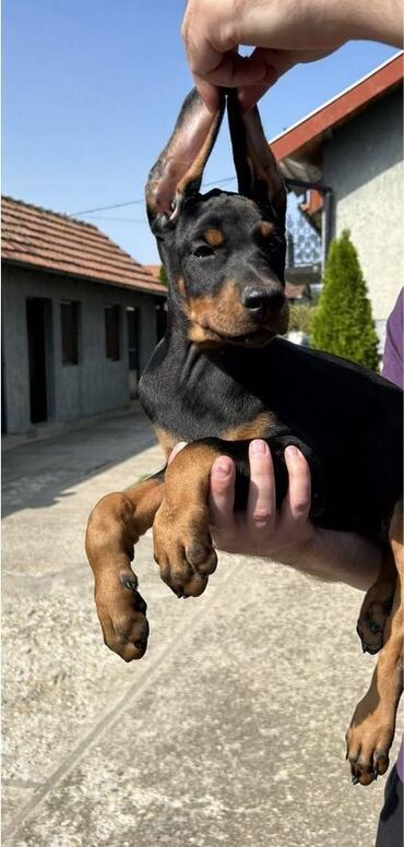 Psi: Stenci dobermana vrhunskog porekla za rezervaciju Rodjeni 23.07.2023 — 3