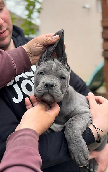 Psi: Dostupni za rezervaciju stenci Cane Corso iz registrovane — 2