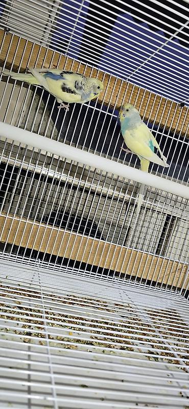 породы собак в бишкеке: 🐦 ВОЛНИСТЫЕ ПОПУГАИ РАЗНЫХ ПОРОД И ОКРАСОВ! 🌈 Предлагаю большой выбор — 10