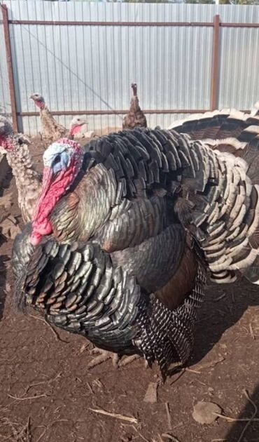 куры домашние купить: Хорошие домашние индюки срочно! Возраст от 1 года до 2 лет !