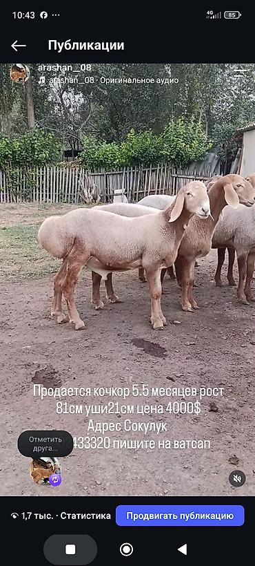 бараны суффолк: Продаю | Баран (самец) | Арашан | Для разведения | Осеменитель — 4