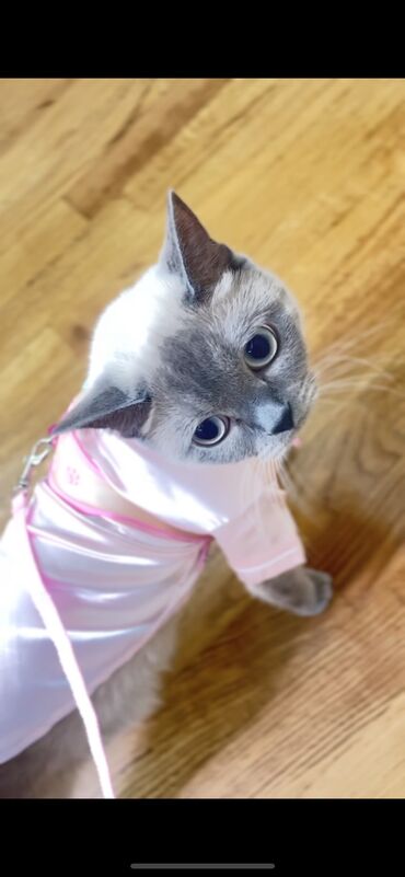 Pişiklər: Şotland, Erkək, Dişi, Ünvandan götürmə -da lalafo.az — 17 Pişiklər: Şotland, Erkək, Dişi, Ünvandan götürmə — 17