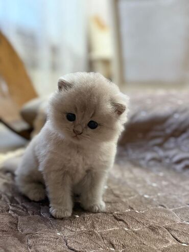 Pişiklər: Britan yastı qulaq, Erkək, Dişi, Yaxşı əllərə, Ünvandan götürmə, Pulsuz çatdırılma, Ödənişli çatdırılma — 114