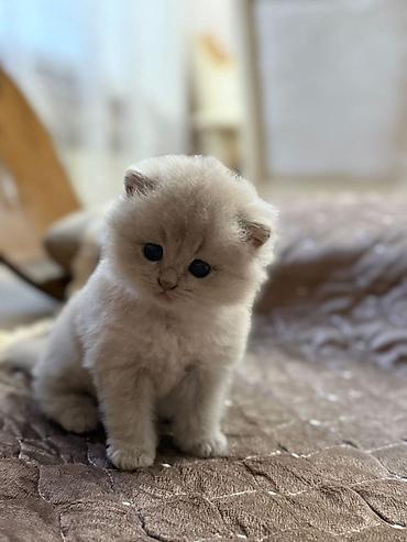 Pişiklər: Şotland, Erkək, Dişi, Yaxşı əllərə, Ödənişli çatdırılma, Rayonlara çatdırılma, Ünvandan götürmə — 2