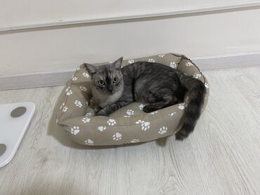 кошка мышык: 2 жаш, Эркек, Бычылган, Аргын, Лотокко барууга үйрөтүлгөн