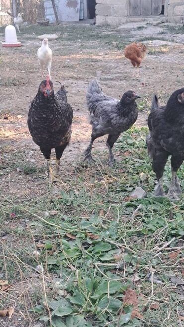 Şamaxı rayonunda damazlıq çolpalar satılır. Yaşları – 4 aylıqdır