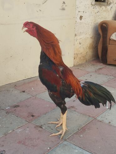 coban iti satiram: Salam təcili satılır pul ehtiyacliginan daş asel 10 ay 3 kilo cəkisi