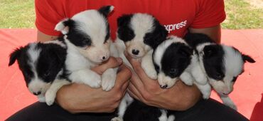 Psi: Štenci Border Collie oštenjeni 01. juna očišćeni od parazita više — 10