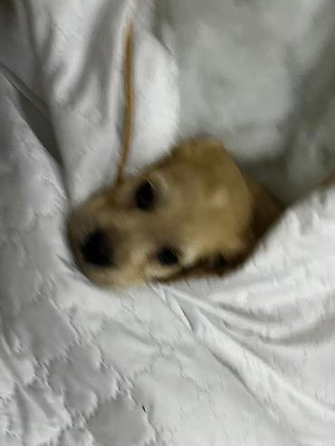 labrador balasi satilir: Retriever, Erkək — 4