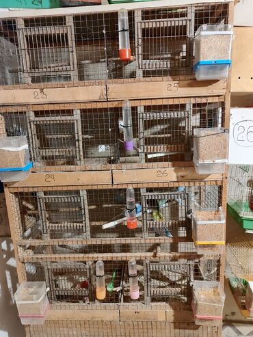 Qəfəslər: Bina evinə köçməyimlə bağlı olaraq papuqay ferması satılır. Cavan — 7