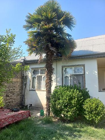 cekic 2023 cekic 2018: Trachycarpus fortunei (yelpənək yarpaqlı xurma) ağacı - Hündürlük — 2