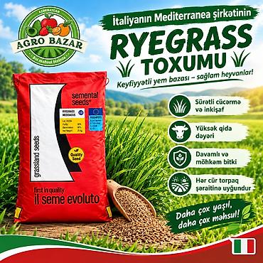 etotu bitkisi: 🌱 MEDOACUS – İtalyan Ryegrass (Süd otu) Qış və erkən yaz aylarında — 1