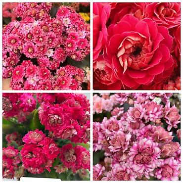 Другие комнатные растения: В продаже детки представленных растений детки каланхоэ по 150 с,детки — 4