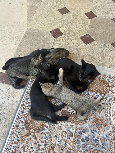 котята ош: Кошка даром: Беспородная, 2 месяца, Девочка — 2