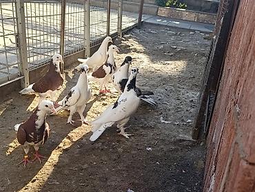 dekorativ goyərcin: Məhsul: Göyərçinlər – fərqli rəng və naxışlarda dekorativ/oyunçu — 1