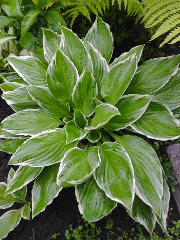 Садовые цветы и кустарники: Саженцы цветка: Флоксы — 15