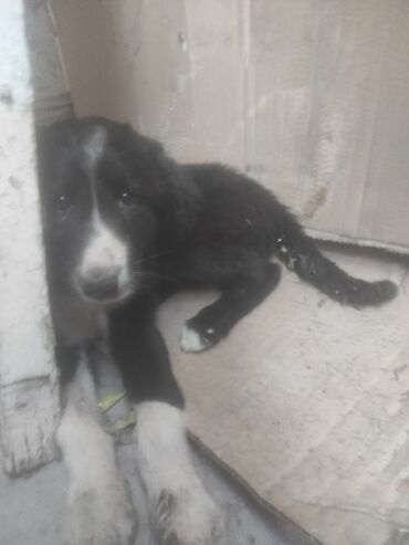 Отдам даром собаку: Собака даром: Тайган, 3 месяца, Самец at lalafo.kg Отдам даром собаку: Собака даром: Тайган, 3 месяца, Самец