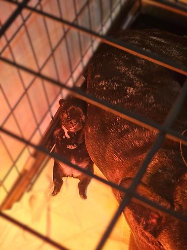 Psi: Štenci – kratkonosa rasa malog rasta (tip buldog/mops). Leglo više — 5