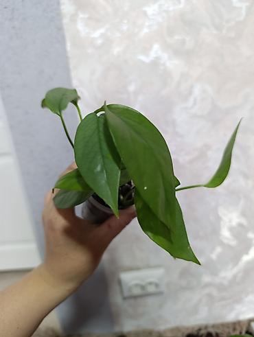 Сингониумы: Распродажа сортовых и редких комнатных растений, цены и названия — 23