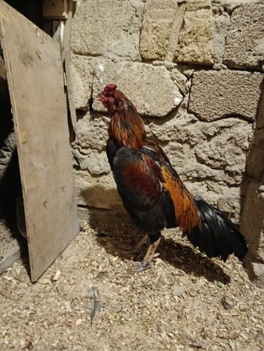 Xoruzlar: Yapon 1 yaş yarımlıq heyvandı problemsiz heyvandı barter yalnız şamo — 6