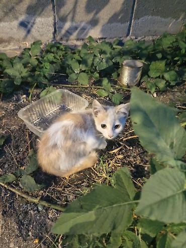 кошка породистые: Отдам в добрые руки трех котят. Описание: - Возраст: ориентировочно — 1