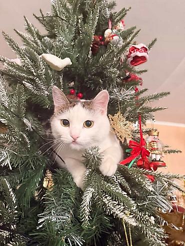 домик сабака: Кошка даром: Беспородная, Мальчик, Кастрирована, Приучена к лотку — 4
