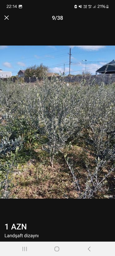 Landşaft işləri: Məhsul/xidmət: Landşaft dizaynı və hazır qazon (rulet qazon) işləri — 5