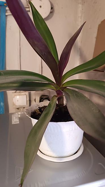 Другие комнатные растения: Комнатные растения — набор 1) Бегония (черенок/молодое растение в — 9