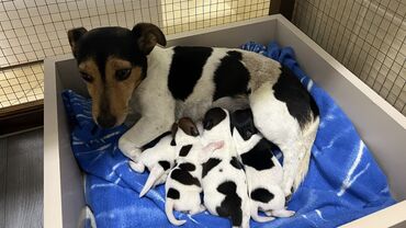 İtlər: Cek rassel teryer, Dişi, Ünvandan götürmə — 5