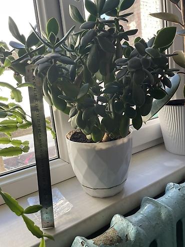Молочаи: Суккуленты в горшках 1) Денежное дерево (Crassula ovata) - Крупное — 3