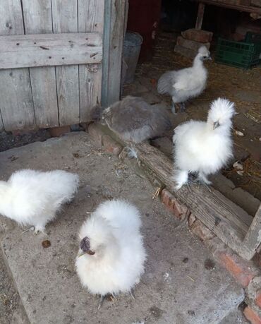 хомяк домашний купить: Сатам | Тооктор, Короздор