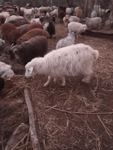 Козы, козлы: Продаю | Козёл (самец) | На забой — 5