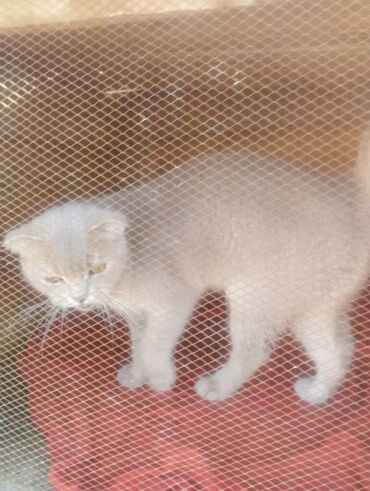 Pişiklər: Boz rəngdə ev pişikləri - Növ: ev pişiyi (qısa tüklü, boz/gümüşü rəng — 2