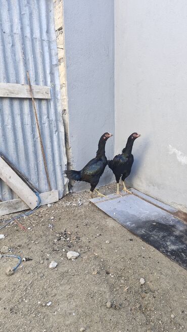 Toyuqlar: Toyuq, Damazlıq — 4