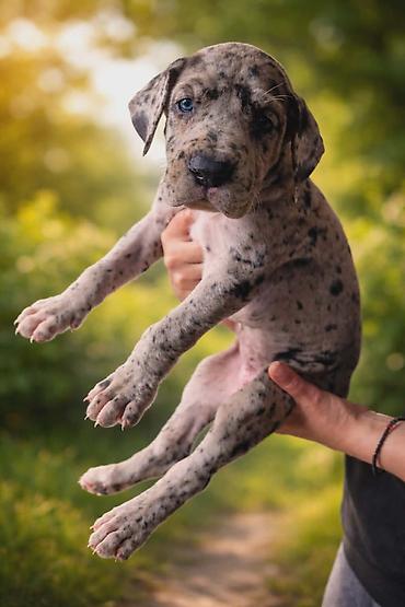 Psi: Dostupni stenci nemacke doge, rodjeni 09.03.2026. FCI registrovani — 11