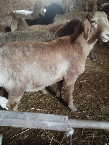 Другие животные: Козу кочкор сатылат 8 баш 7.8.Айлыктар Крук 19минден жакшы куйрукту — 1