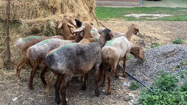 Бараны, овцы: Продаю | Овца (самка) | Полукровка, Арашан | Для разведения | Матка